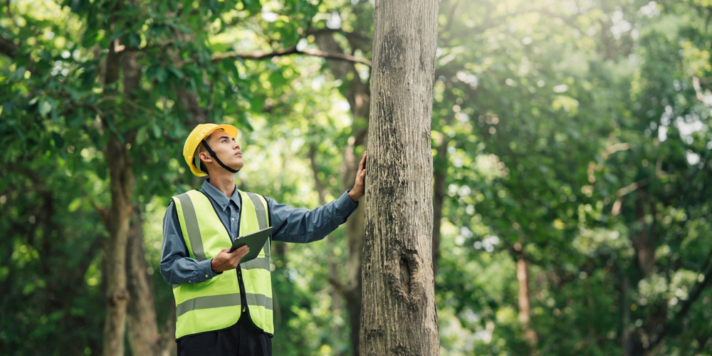 Male,Environmental,Engineer,Check,Resource,Forestry,For,Nature,Conservation,And